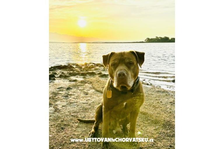 Dům Šijak – foto 7