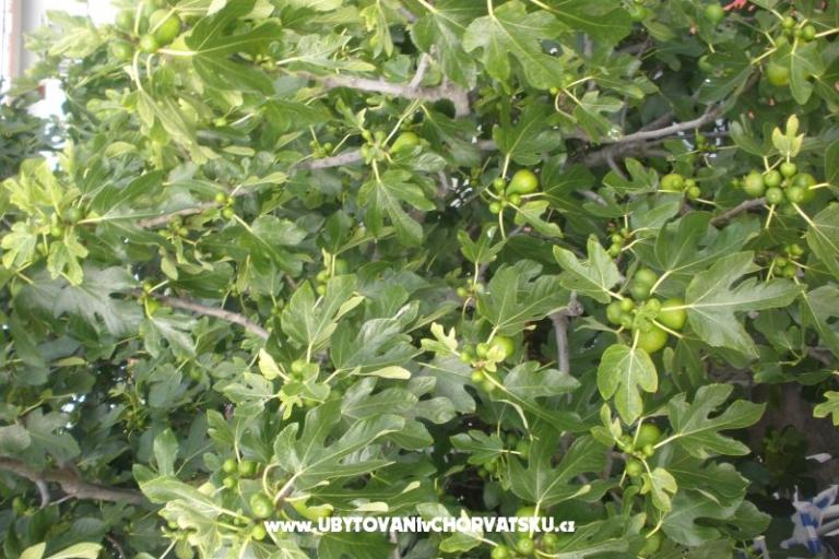 Apartmány  Smokva   – foto 15