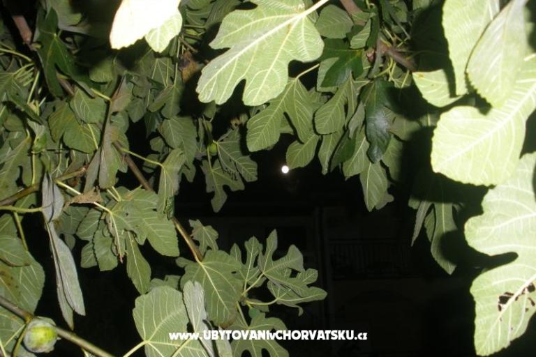 Apartmány  Smokva   – foto 4