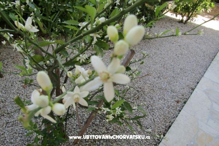 Apartmány Kokor – foto 5