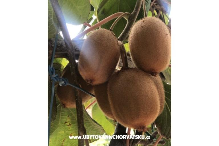 Kiwi Dům – foto 2