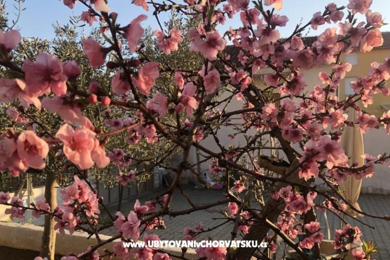 Kiwi Dům – foto 4