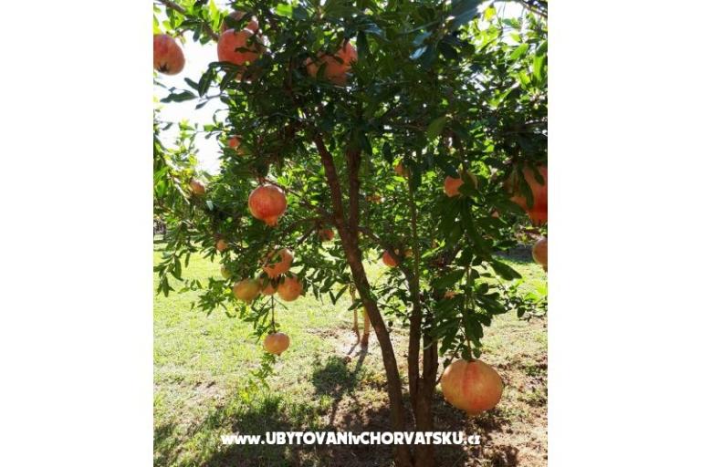 Villa Tanja *** – foto 12