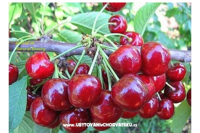 Villa Tanja *** – foto 15