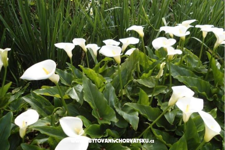 Villa Tanja *** – foto 5