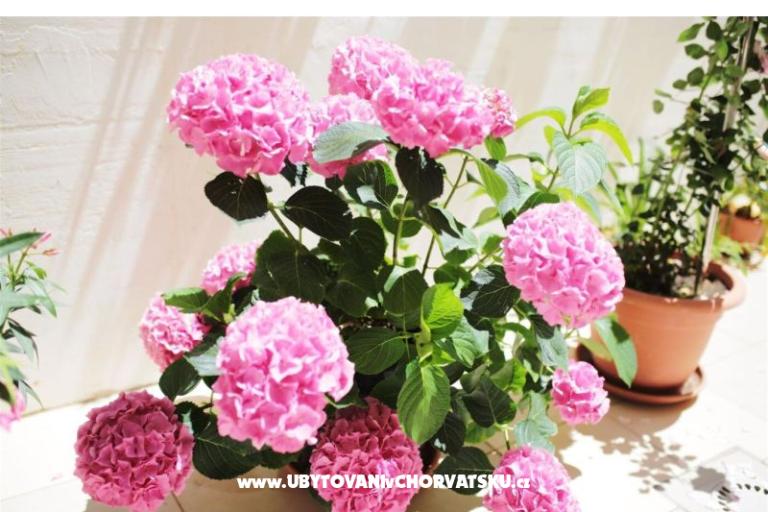 Vila Tamarix apartmani  – foto 24