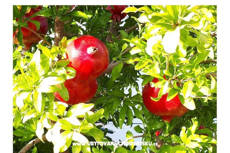 Apartmány Marija – foto 12