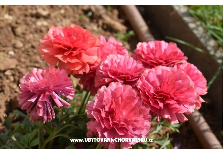 Apartmány Marija – foto 6