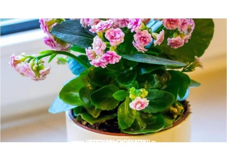 Ivona Apartmán Zadar – foto 12