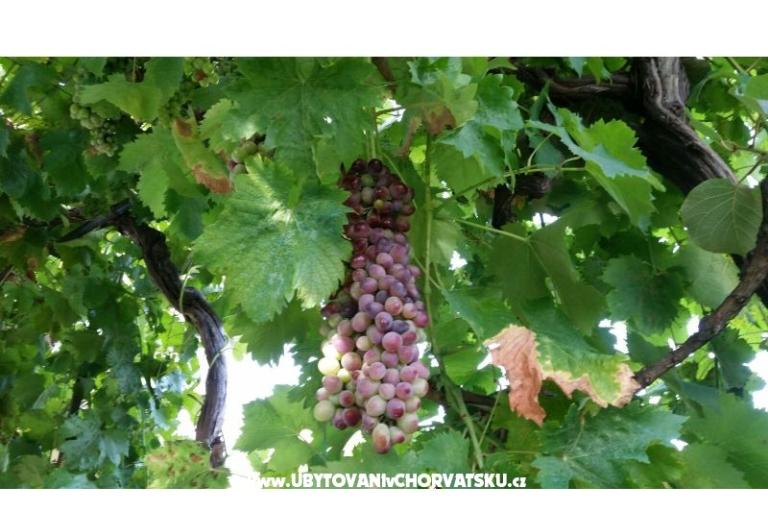 Apartmány Lily – foto 6