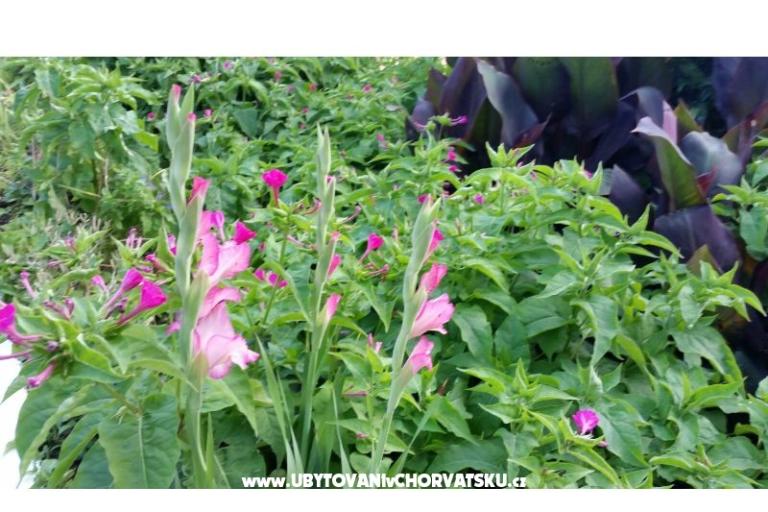 Apartmány Lily – foto 9