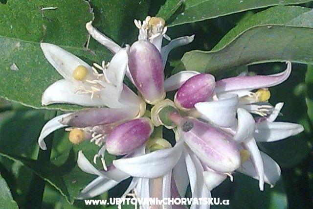 Apartmány LM – foto 14