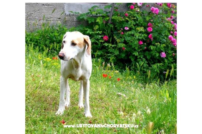 Apartmán Bjanka – foto 18