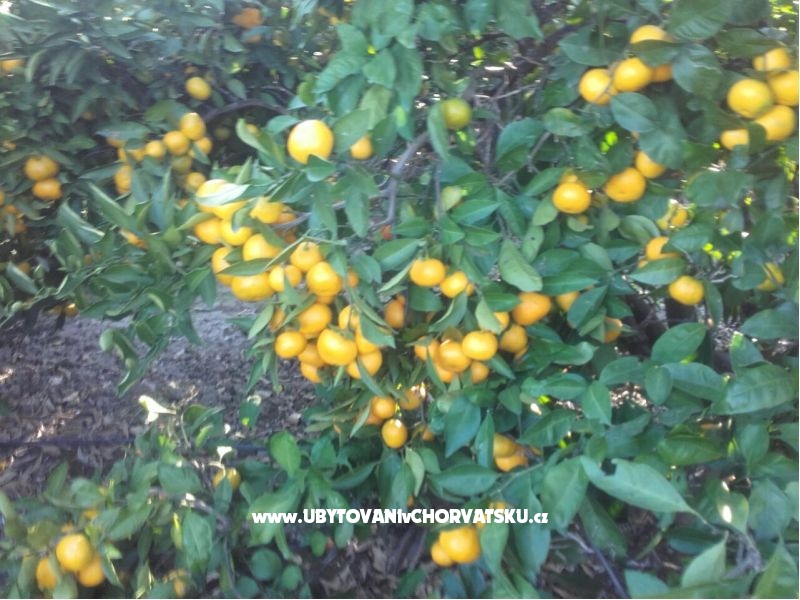 Appartements Alfijo – Ferienwohnung Klek, Kroatien – Foto 10