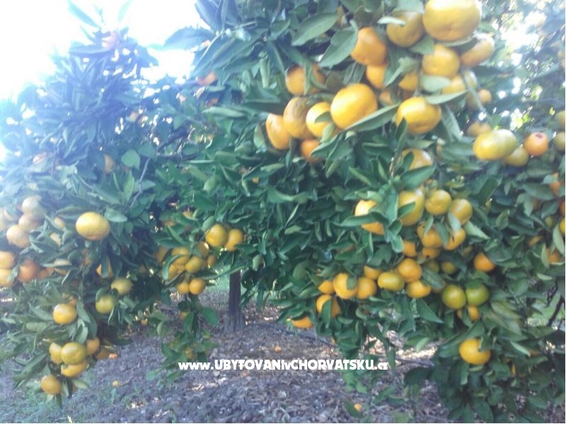 Appartements Alfijo – Ferienwohnung Klek, Kroatien – Foto 11