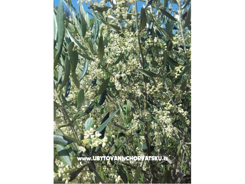 Appartements Alfijo – Ferienwohnung Klek, Kroatien – Foto 12