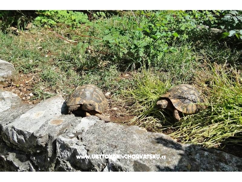 Appartement Tedo – Ferienwohnung Klek, Kroatien – Foto 17