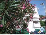 iljeg Appartements - Klek Croatie