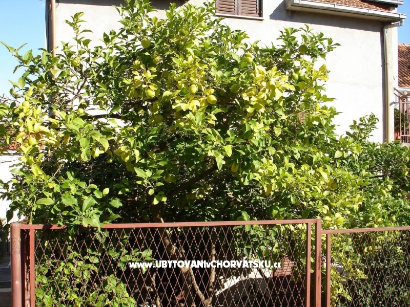 Appartements Ankica – Ferienwohnung Korcula, Kroatien – Foto 4