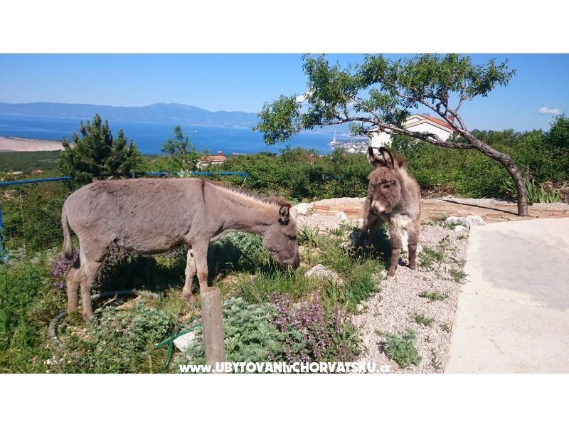 Villa Suzi – Ferienwohnung Kraljevica, Kroatien – Foto 4