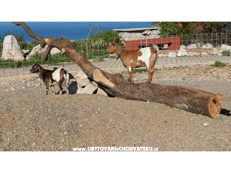 Villa Suzi – Ferienwohnung Kraljevica, Kroatien – Foto 6