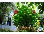 Appartements Krk-Hydrangea - ostrov Krk Croatie