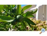 Appartements Krk-Hydrangea - ostrov Krk Croatie