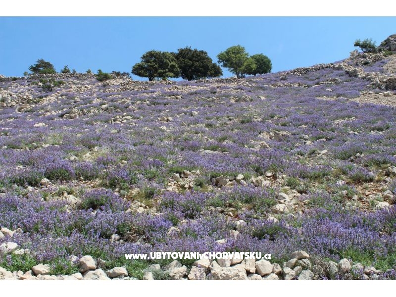 Apartmány Capic – ubytování ostrov Krk, Chorvatsko – foto 12