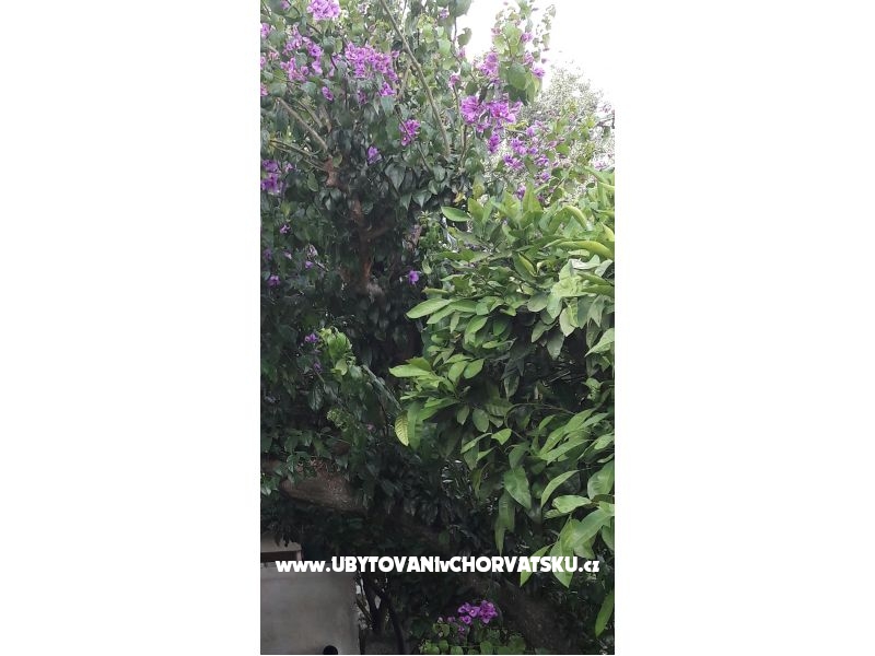 Apartment Olga – Ferienwohnung Makarska, Kroatien – Foto 12