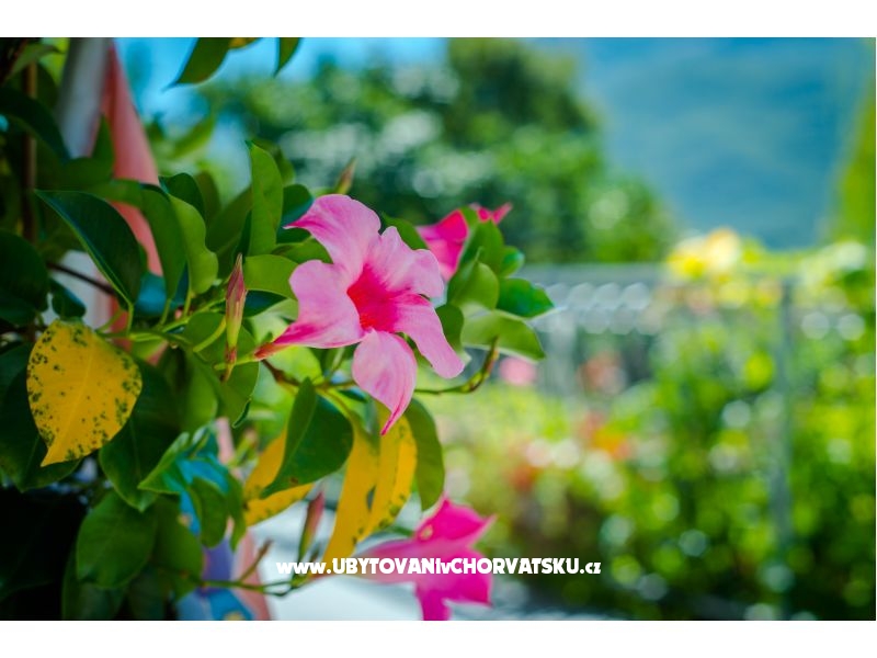 Appartement Hrvoje – Ferienwohnung Makarska, Kroatien – Foto 12