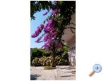 Apartmny Jele - Makarska Chorvatsko