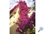 Vila Ventus - Makarska Kroatien