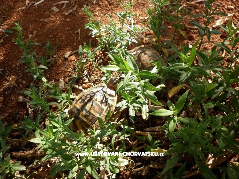 Appartements Tonia – Ferienwohnung Insel Mali Losinj, Kroatien – Foto 4