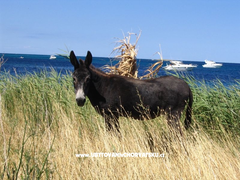 Big &amp; Small Konoba – Ferienwohnung Insel Mali Losinj, Kroatien – Foto 5