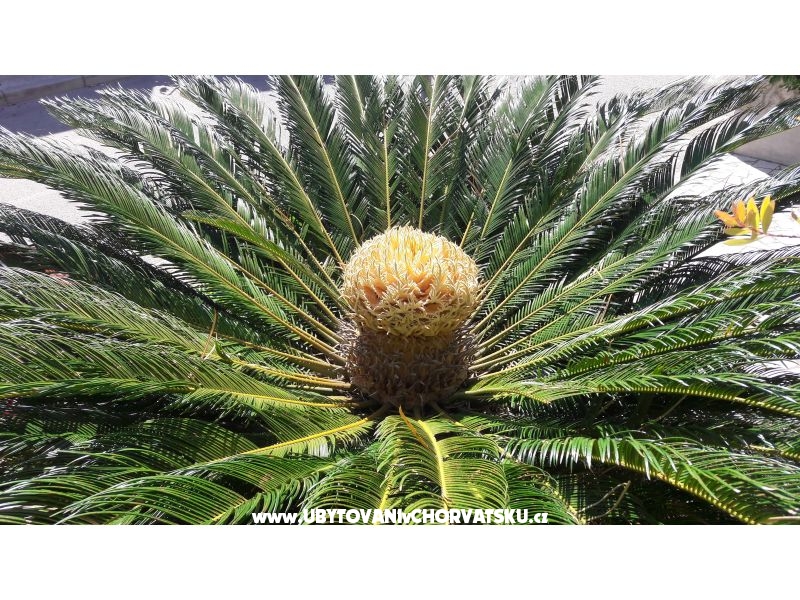 Appartements Ola – Ferienwohnung Insel Mali Losinj, Kroatien – Foto 15