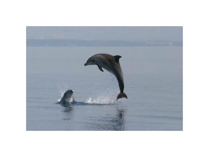 Appartements Ola – Ferienwohnung Insel Mali Losinj, Kroatien – Foto 9