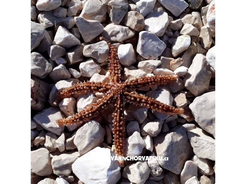 Appartements Marko Sevid – Ferienwohnung Marina – Trogir, Kroatien – Foto 13