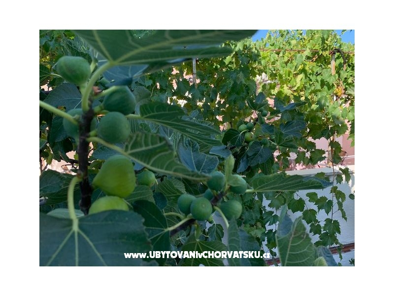 Appartements Kovačić – Ferienwohnung Insel Murter, Kroatien – Foto 2