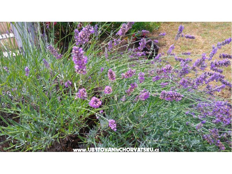 Appartements Rajlić – Ferienwohnung Nin, Kroatien – Foto 4