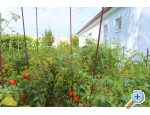 Holiday Home POMALO - Nin Kroatien