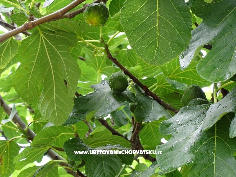 Rose – Ferienwohnung Nin, Kroatien – Foto 17