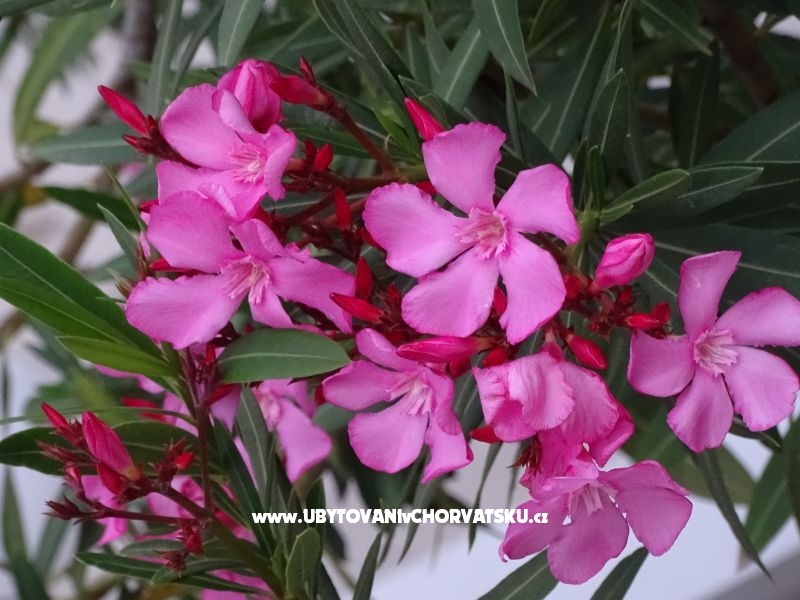 Rose – Ferienwohnung Nin, Kroatien – Foto 18