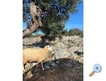 Apartmani egota - Novalja  Pag Hrvatska