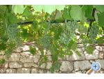 Apartmaji Pejakovi na moru - Novi Vinodolski Hrvaka