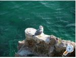 Apartmny Nena Pisak - Omi Chorvatsko