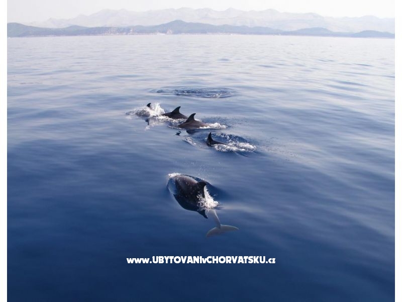 Ferienwohnungen Kadenca – Ferienwohnung Omis, Kroatien – Foto 17