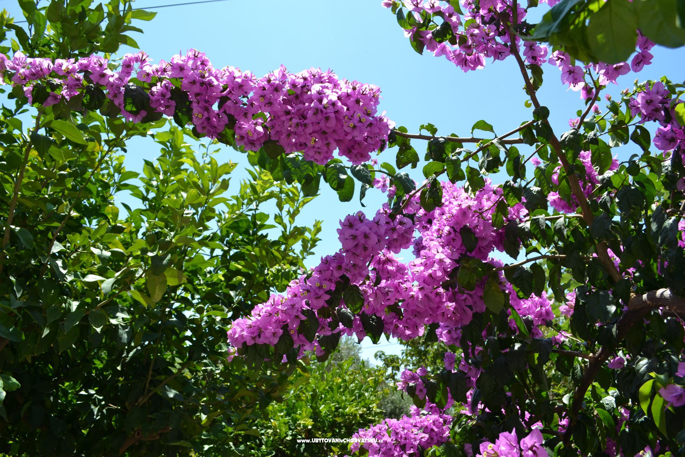Ferienwohnungen Kadenca – Ferienwohnung Omis, Kroatien – Foto 8