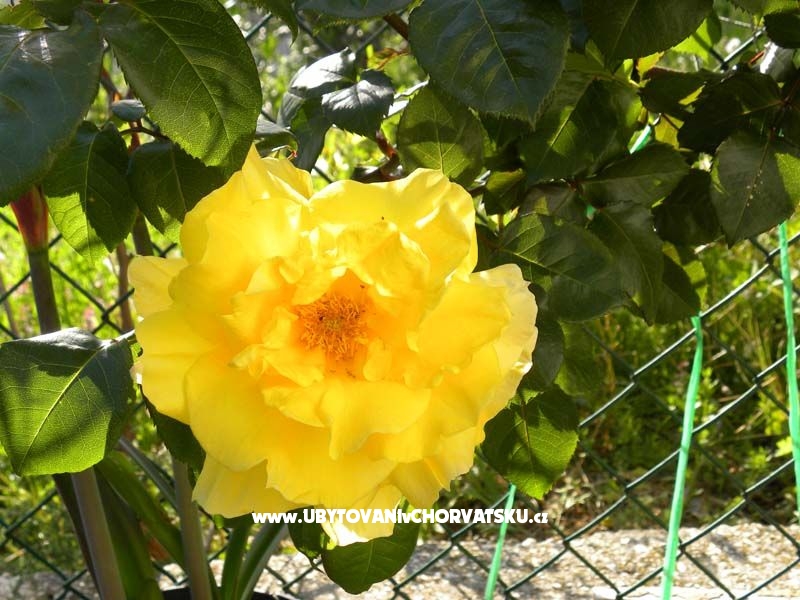 Boženka Haus – Ferienwohnung Omis, Kroatien – Foto 8