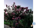 Apartma Rubin - Opatija Hrvaka