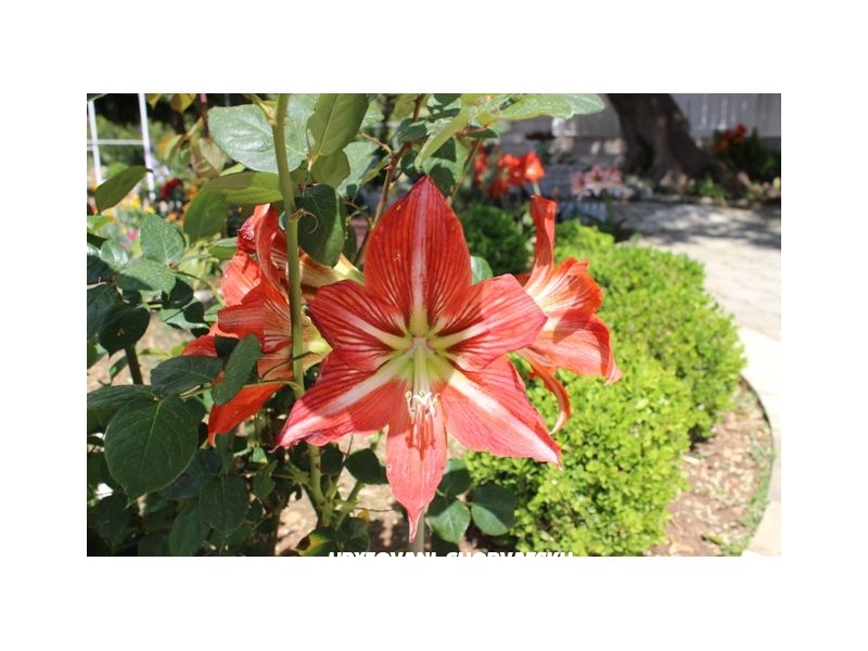 Appartements Tanja – Ferienwohnung Orebic – Peljesac, Kroatien – Foto 4